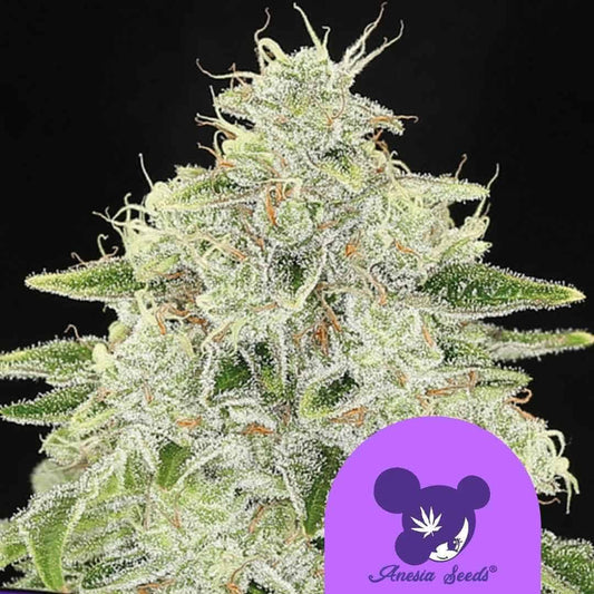 Haze Queen Cannabisblüte mit dichten Harztrichomen und orangefarbenen Blütenhaaren