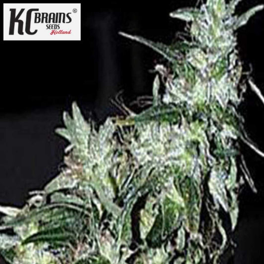 Haze Special Cannabisblüte mit harzigen Kelchen und schmalen grünen Blättern