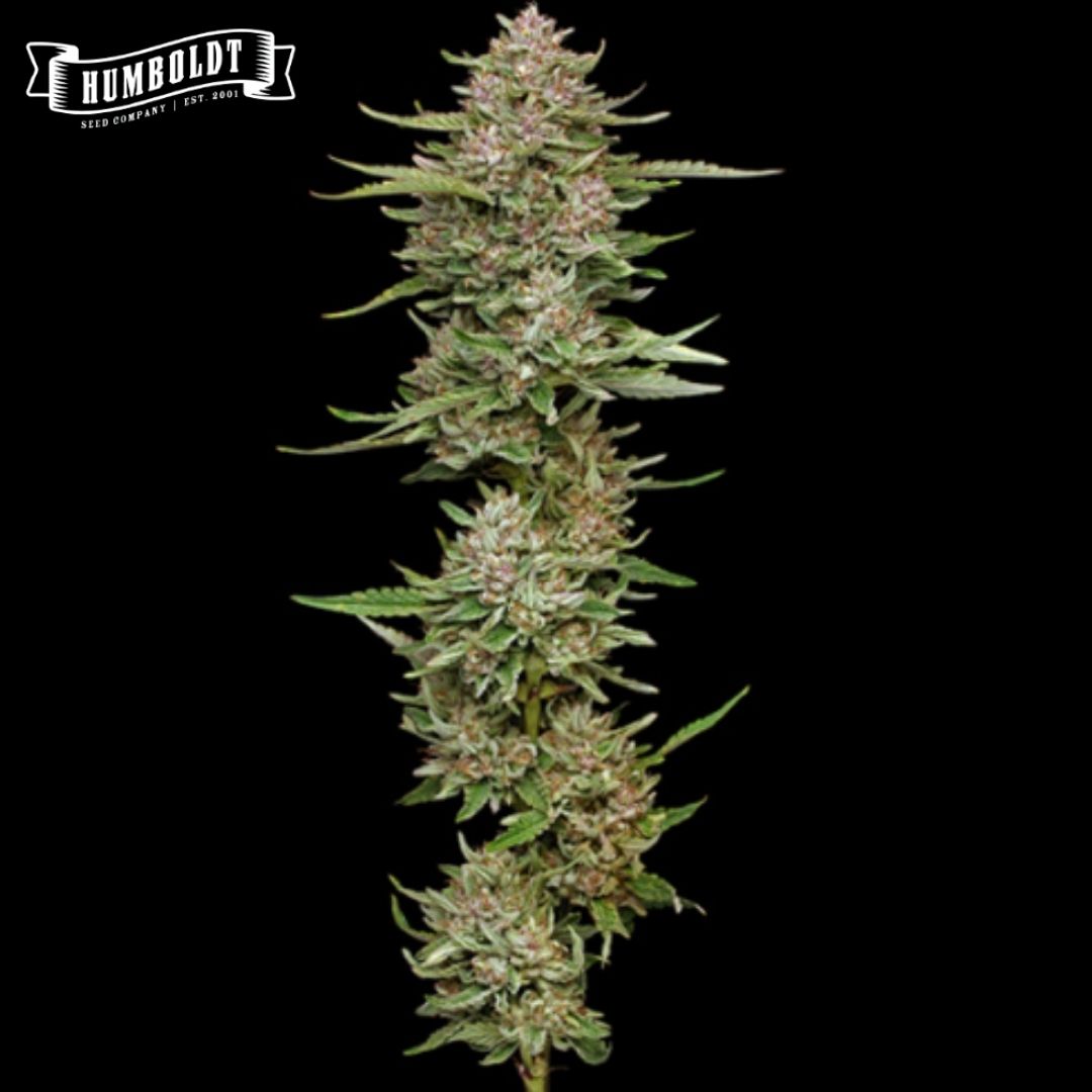 Hella Jelly Cannabisblüte mit dichter Cola, harzigen Buds und grünen Zuckerblättern