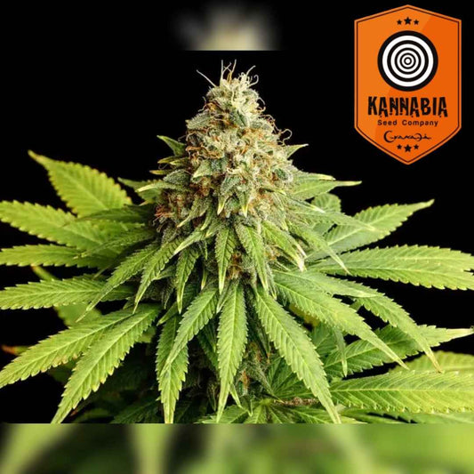 Hellfire OG Blüte mit dichten Harztrichomen und kräftigen grünen Blättern