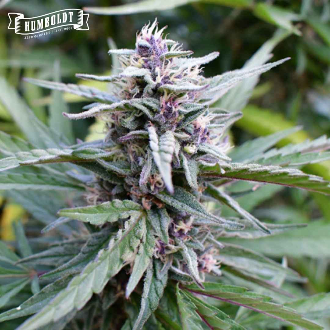 Dichte Hi-biscus Cannabisblüte mit violetten Spitzen, harzigen Trichomen und feinen Blütenhärchen
