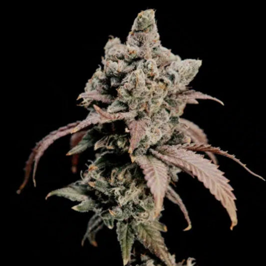 Hidden Vice von World Breeders mit dichter, harziger Cannabisblüte und violett-bläulichen Farbtönen.