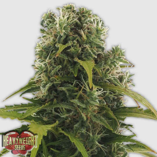 High Density Auto mit kompakter, harzreicher Blüte und dichten Buds voller weißer Blütenstempel