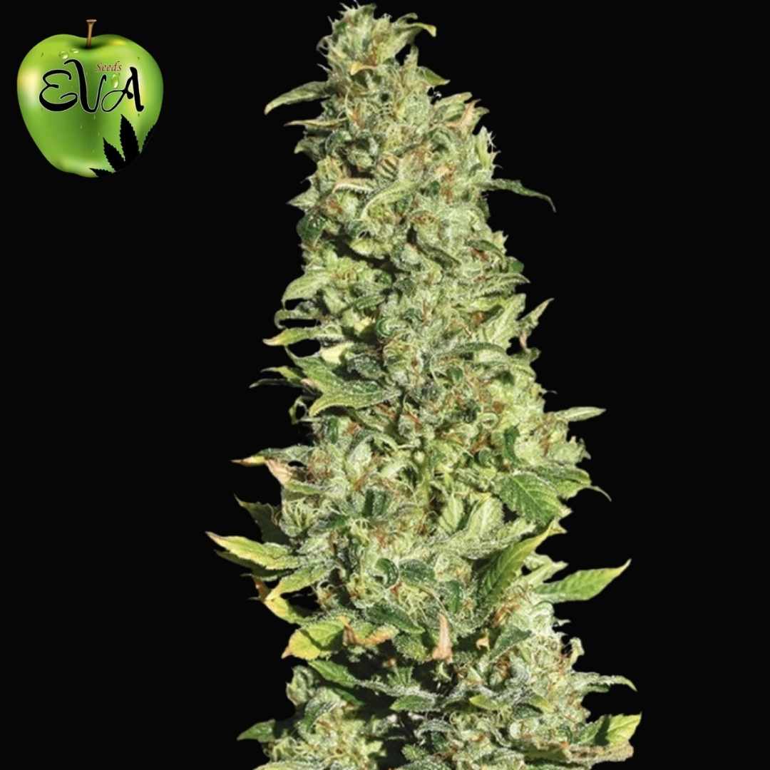 High Level Cannabispflanze mit langem Hauptbud, dichten harzigen Blüten und hellgrünen Blättern