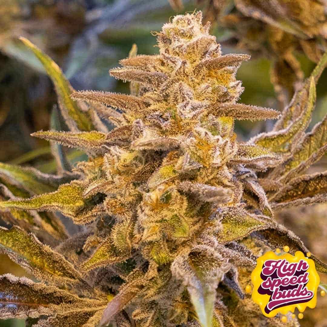 Reife Cannabisblüte von High Voltage Auto mit dichter Struktur, vielen Trichomen und leicht violetten Zuckerblättern