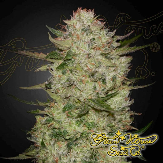 Reife HighCloudZ Auto Pflanze mit dichten, harzigen Buds, vielen Trichomen und orangefarbenen Blütenstempeln