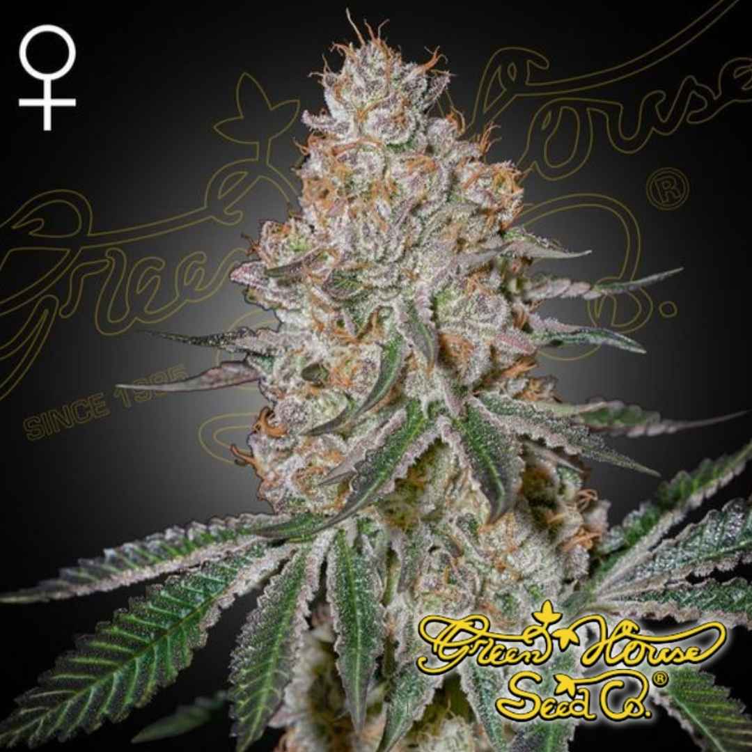 HighCloudZ Cannabispflanze mit dichten, harzigen Blüten, vielen Trichomen und orangefarbenen Blütenstempeln