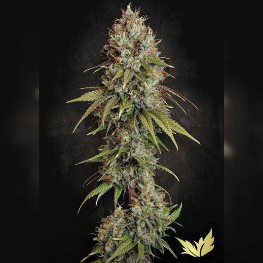 Dichte Highway66 Blüte mit orangefarbenen Härchen und dicker Harzschicht auf grünen und violetten Blättern.