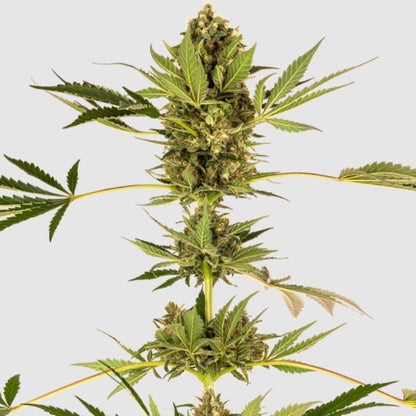 Himalayan CBD Pflanze mit großen, dichten Blüten und kräftigem, grünem Blattwerk.