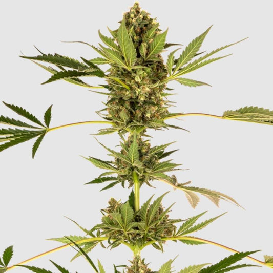 Himalayan CBD Pflanze mit großen, dichten Blüten und kräftigem, grünem Blattwerk.