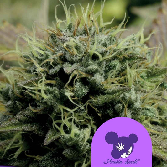 Dichte HinduKush Blüte mit Harzkristallen und orangefarbenen Blütenfäden