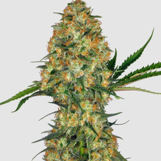 Dichte Hindu Kush Blüte mit orangefarbenen Stempeln und harzigem grünen Laub