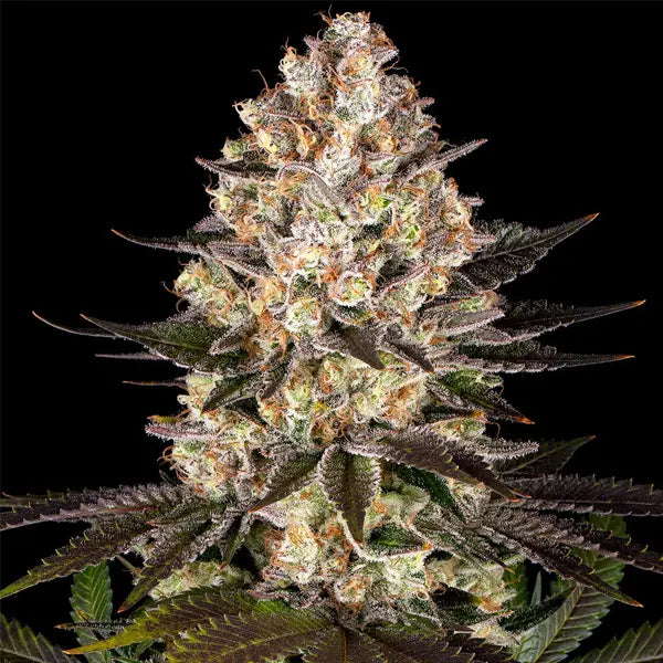 Hindu Kush Barneys Farm dichte Harzblüten mit orangefarbenen Härchen und kompakten Buds