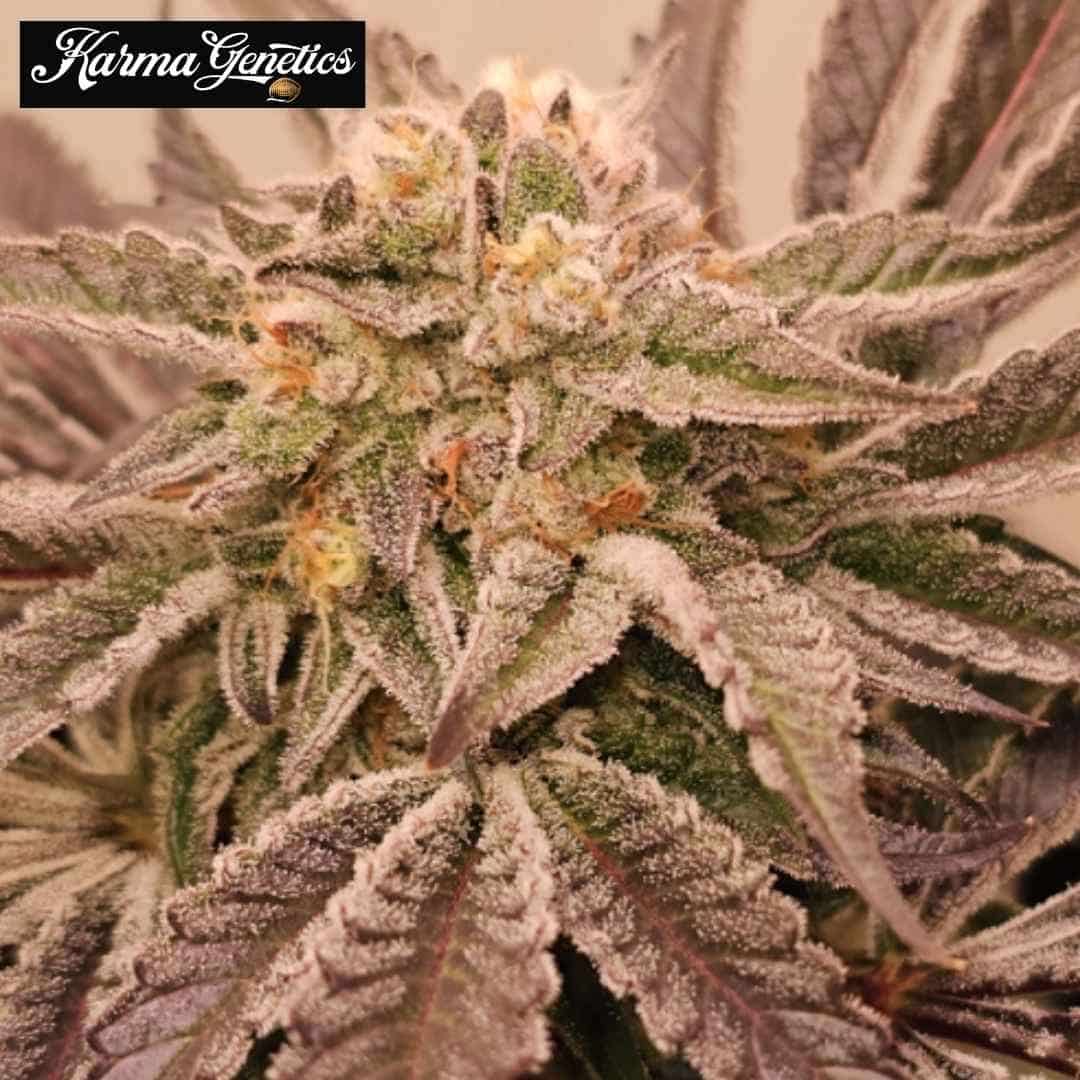 Hindu Runtz Cannabisblüte mit dichten Trichomen und violettgrünen Blättern
