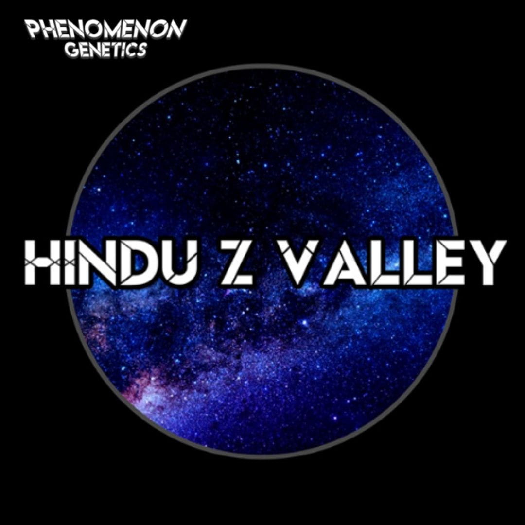 Hindu Z Valley Schriftzug vor blauem Sternenkreis als grafisches Strain-Logo