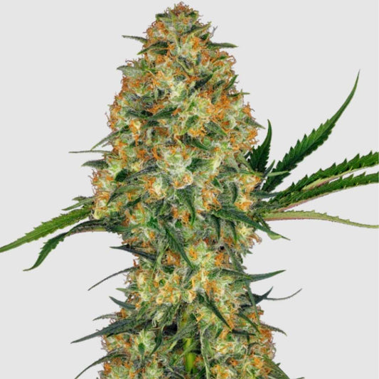 Hindu Kush Regular Blüte mit dichten, harzigen Knospen und orangefarbenen Stigmen