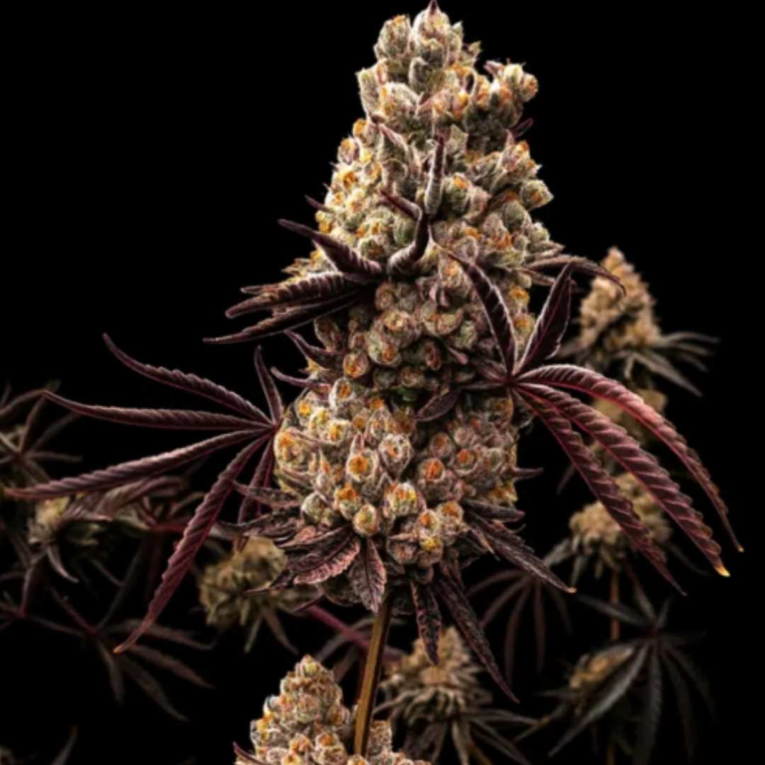 Hokuzan von World Breeders mit dichter, harziger Cannabisblüte und dunkelgrünen bis rötlichen Tönen.