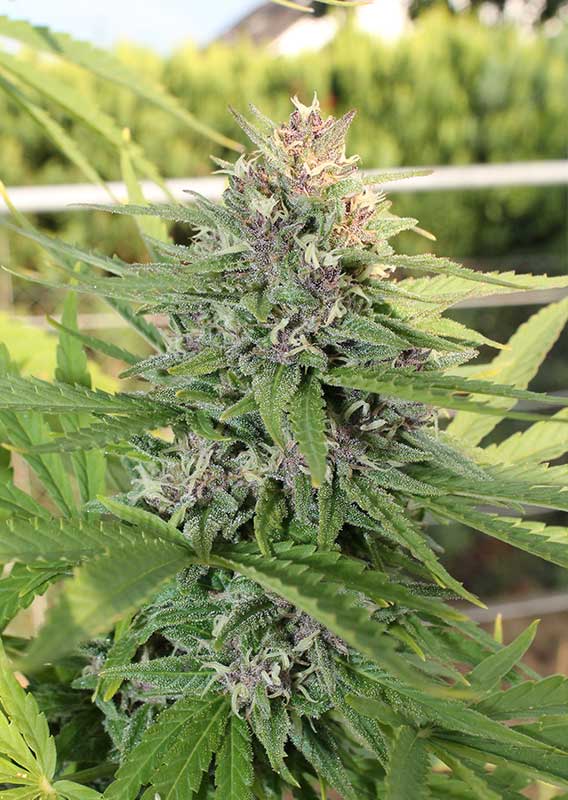 Kompakte Hollands Hope Blüte mit vielen Trichomen und grünen Blättern in der späten Blütephase