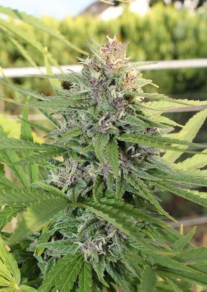Kompakte Hollands Hope Blüte mit vielen Trichomen und grünen Blättern in der späten Blütephase
