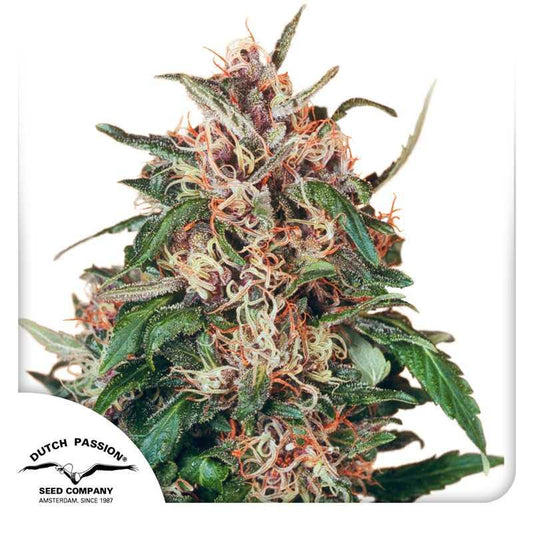 Große, harzige Hollands Hope Bud mit orangen Blütenstempeln und dichten grünen Blättern in Nahaufnahme