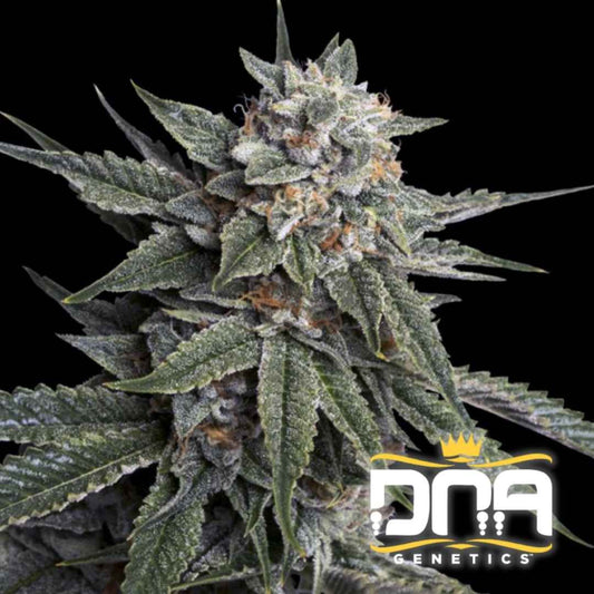 Dichte Holy Grail Kush Blüte mit glitzernden Trichomen und orangefarbenen Härchen auf dunkelgrünen Blättern.