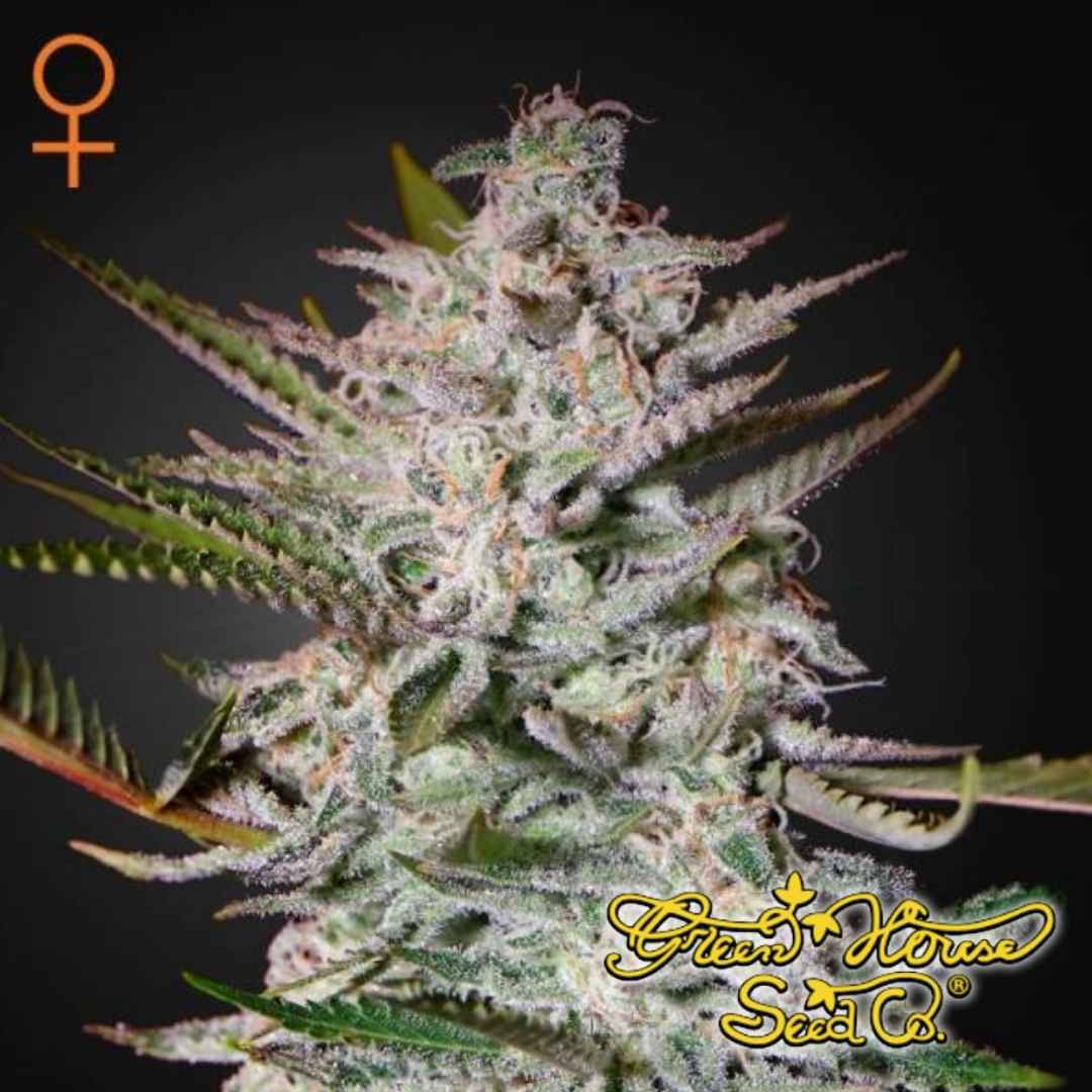 Holy Punch Cannabisknospe mit dichter Harzschicht, kompakten Blüten und sichtbaren Trichomen an der Pflanze