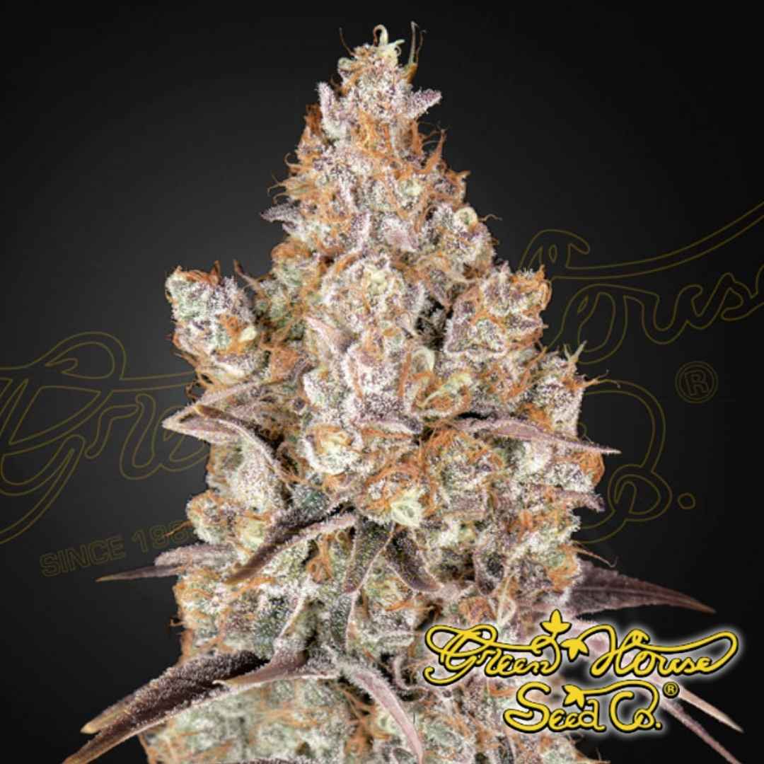 Holy Snow Cannabisknospe mit dichter Harzschicht, vielen Trichomen und orangefarbenen Blütenstempeln