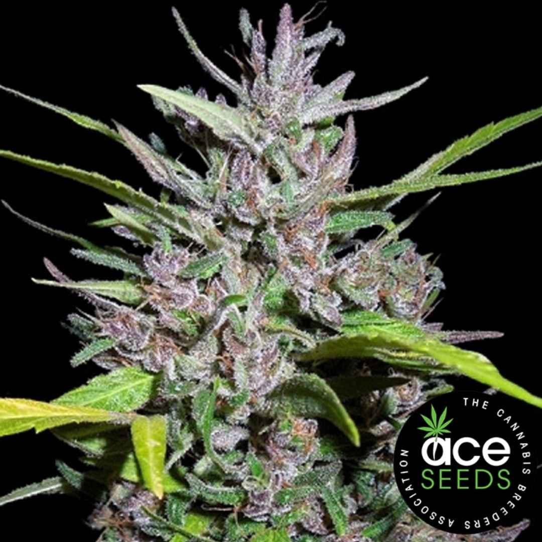 Harzige Honduras x Panama Blüte mit violett-grünen Spitzen und dichten Sativa-Buds