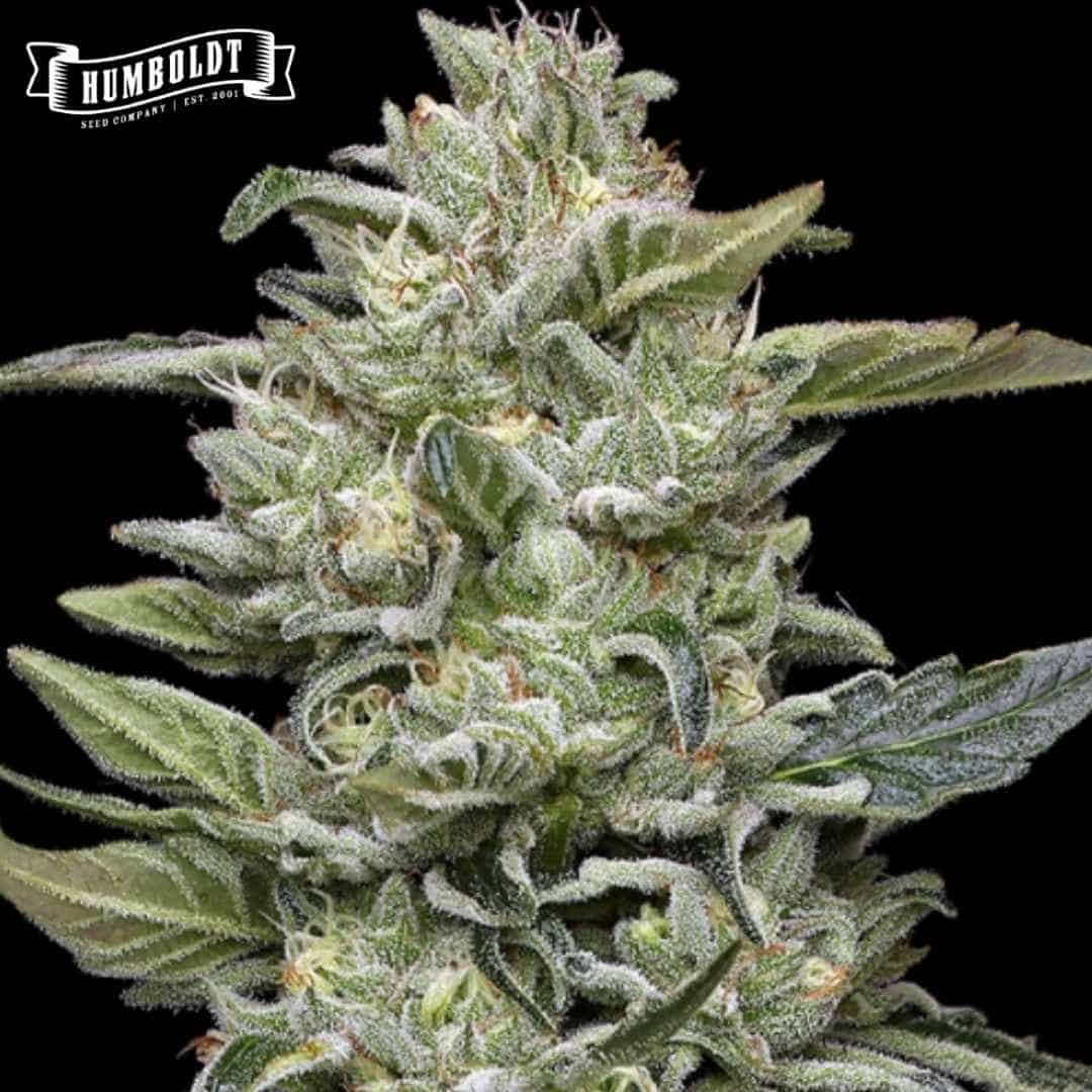 Harzige Honey Bear Cannabisblüte mit dichten grünen Kelchen, Trichomen und orangefarbenen Härchen
