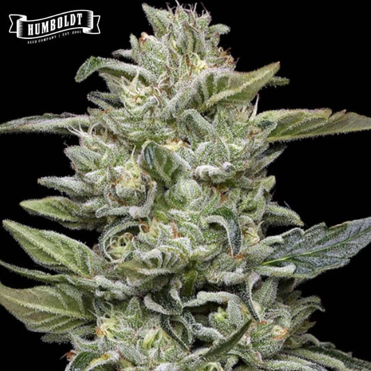 Harzige Honey Bear Cannabisblüte mit dichten grünen Kelchen, Trichomen und orangefarbenen Härchen