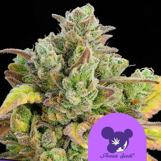 Nahaufnahme einer harzigen Cannabisblüte der Sorte honey fried bananas mit grünen, gelben und violetten Akzenten