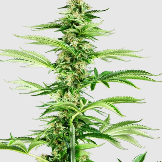 Honey Melon Haze Pflanze mit dichten, harzigen Blüten und kräftigen Blättern.