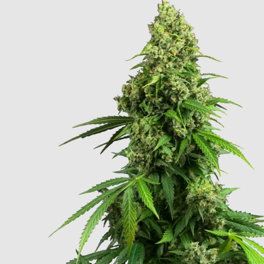 Honey Melon Kush Hanfpflanze mit dichten, harzigen Blütenständen