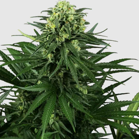 Honig-Melone Kush Pflanze mit dichten, harzigen Blütenständen und dunkelgrünen Fächernblättern