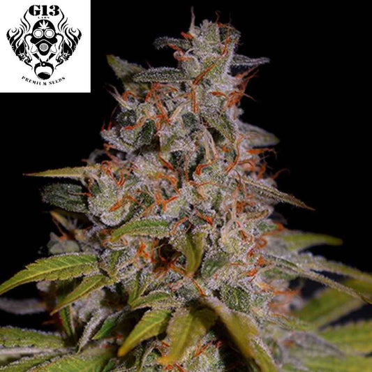 Reife Honey Papaya Cannabisblüte mit dichter Harzschicht, kompakten Buds und auffälligen orangefarbenen Pistillen