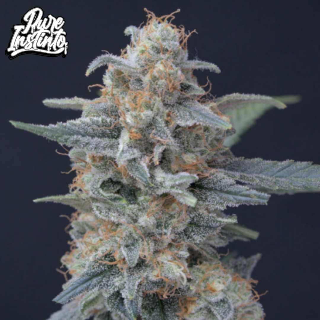 Honeyed Cream Dream Blüte mit dichter Harzschicht und orangefarbenen Stempeln, kompakter Cannabis Bud mit vielen Trichomen