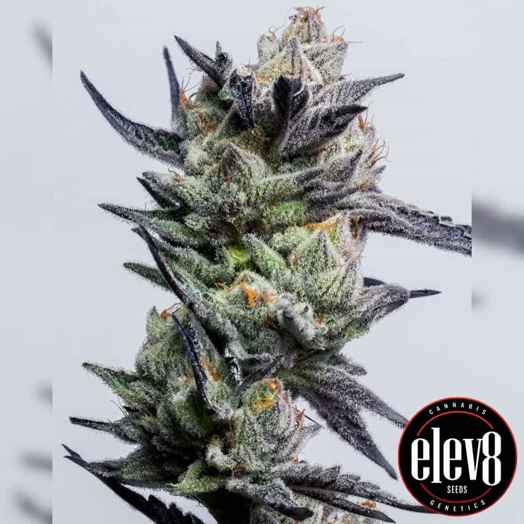 Frostige King Payton Blüte mit dichten Trichomen, dunklen Spitzen und orangefarbenen Härchen.