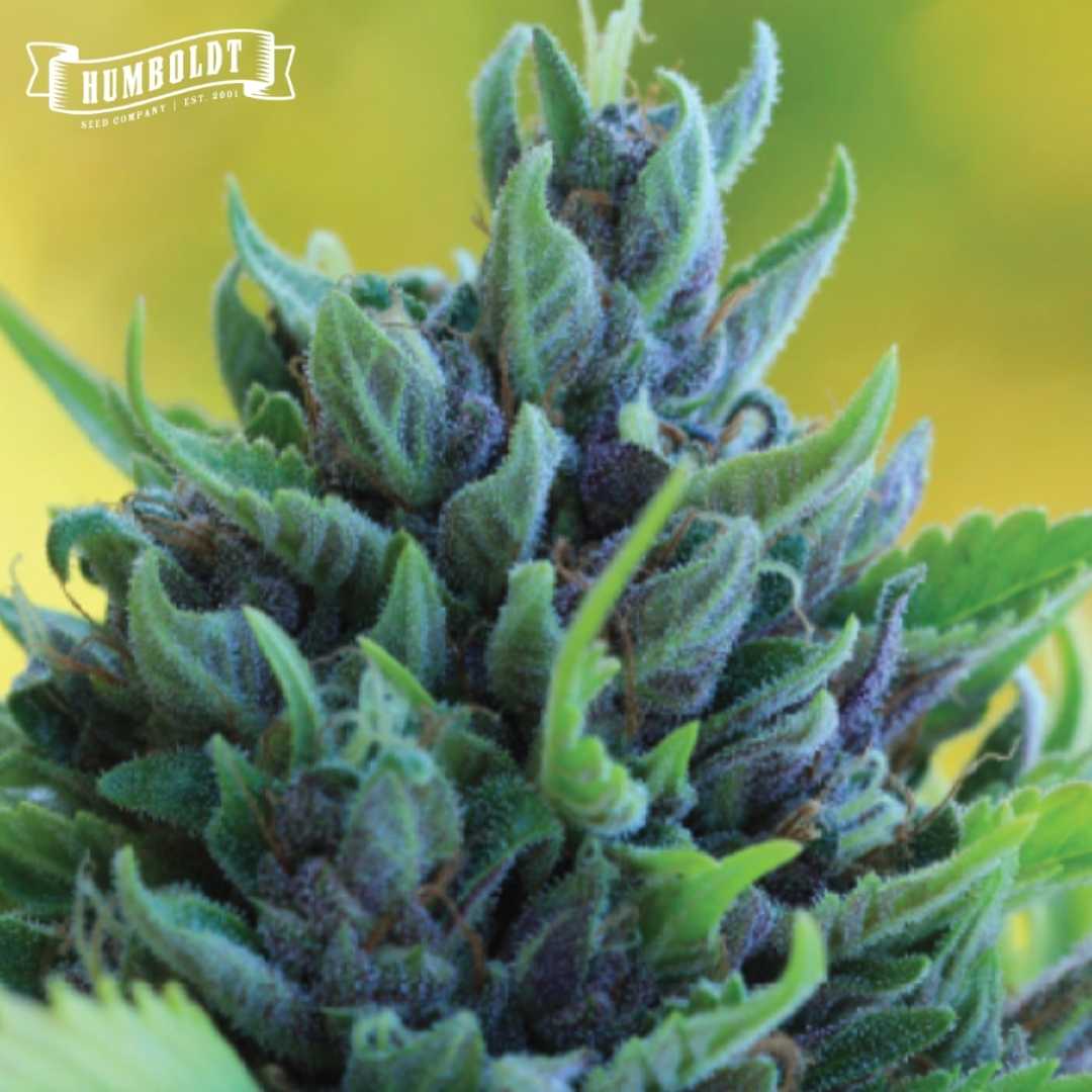 Humboldt Dream Cannabisblüte mit violetten Buds, grünen Zuckerblättern und sichtbaren Trichomen