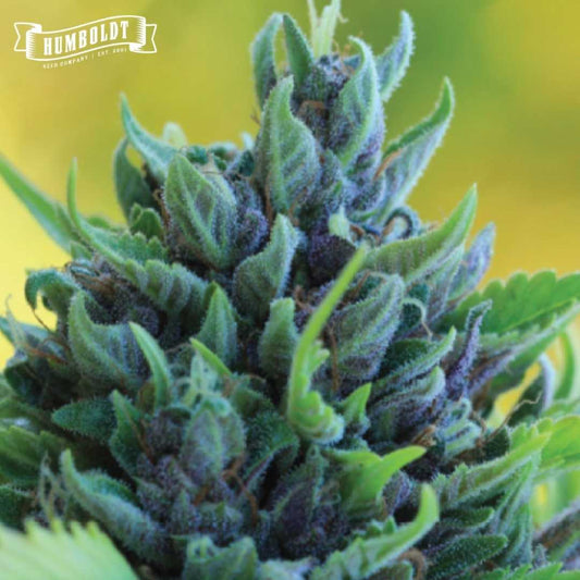 Humboldt Dream Cannabisblüte mit violetten Buds, grünen Zuckerblättern und sichtbaren Trichomen