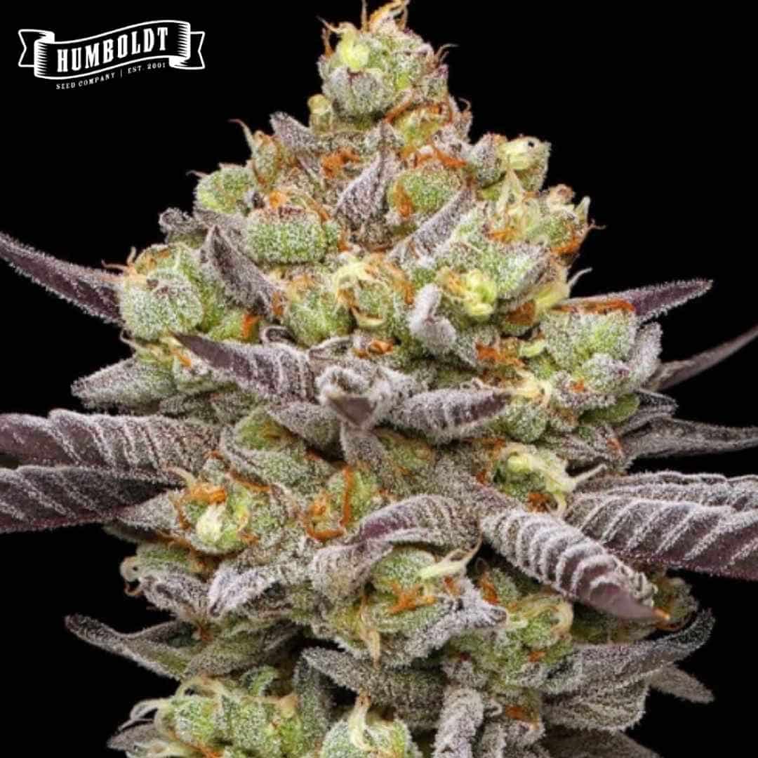 Frostige Hyper Za Cannabisblüte mit violetten Blättern, grünen Buds und orangefarbenen Härchen