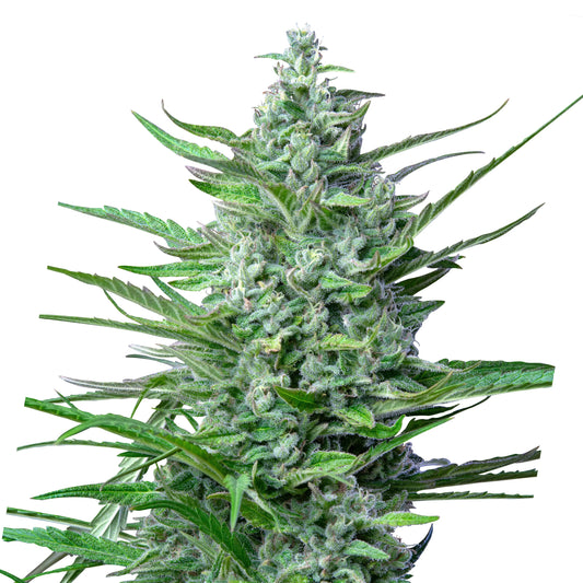 Harziges Blütencolä der Sorte Special Kush 1 mit dichten, grünen Buds und breiten, kräftigen Blättern.