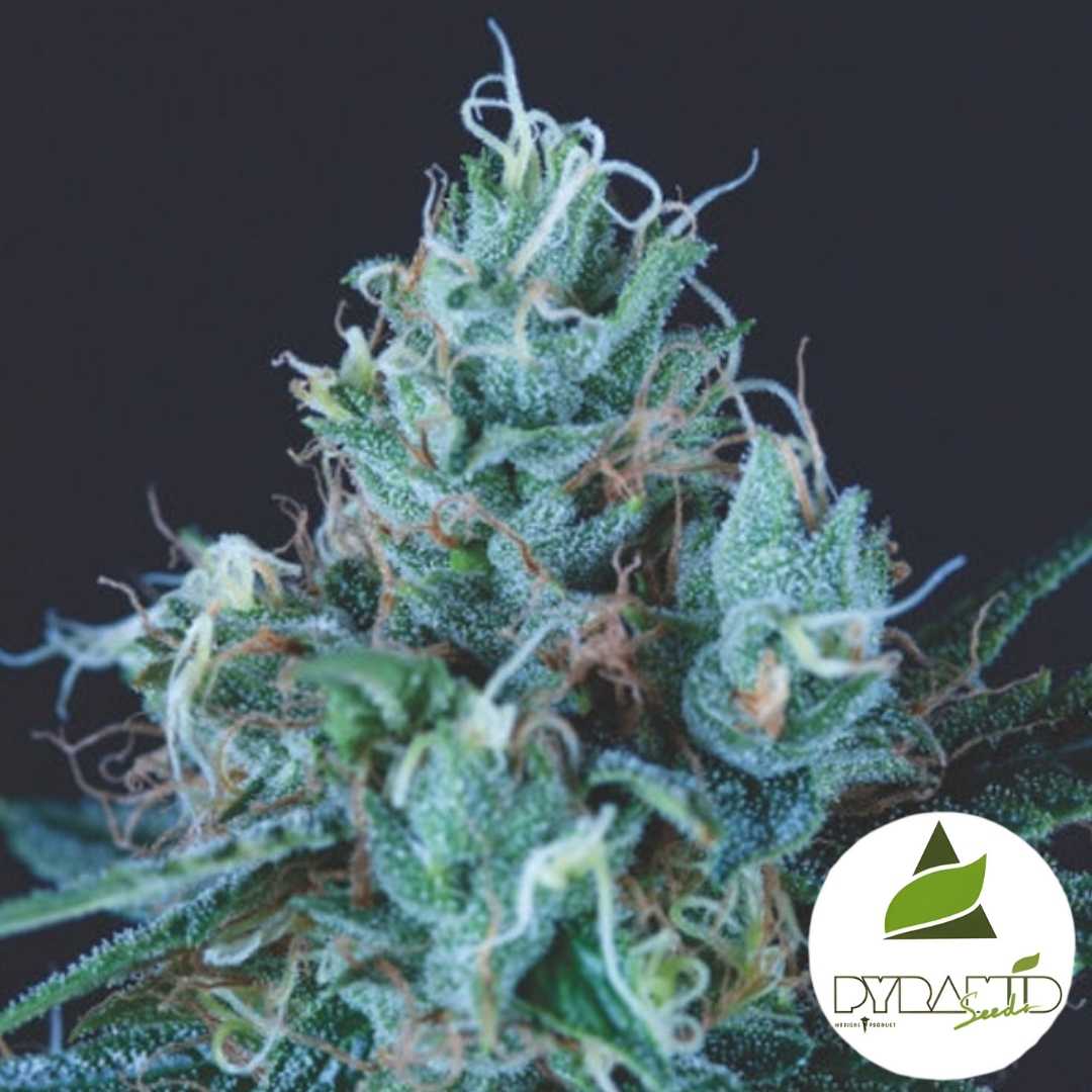 Frostige Ice Cream Blüte mit dichten Harztrichomen und orangefarbenen Blütenhaaren