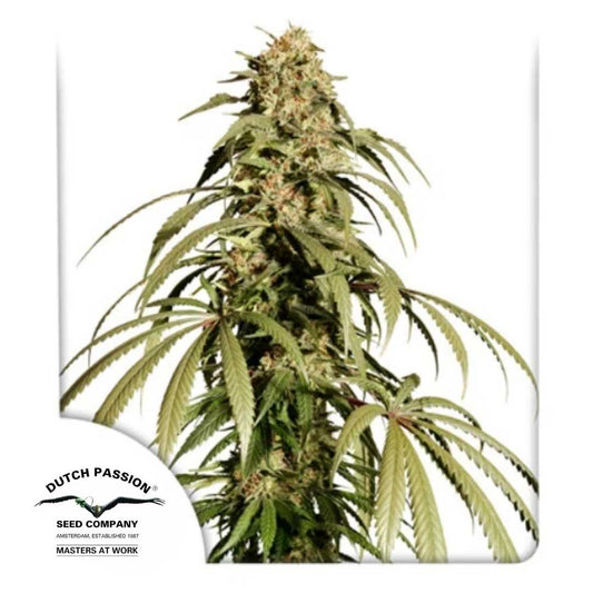 Ice Cream Haze Pflanze mit langen Blütenständen und harzigen Buds von Dutch Passion