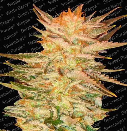 Nahaufnahme der Ice Cream Bud mit dichten Harzschichten und leuchtend orangefarbenen Blütenhaaren