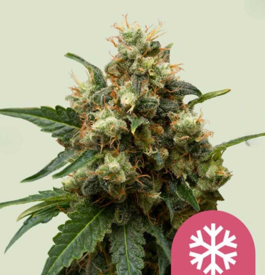 Harzige Ice Cannabispflanze mit dichten, frostbedeckten Buds und orangefarbenen Blütenstempeln