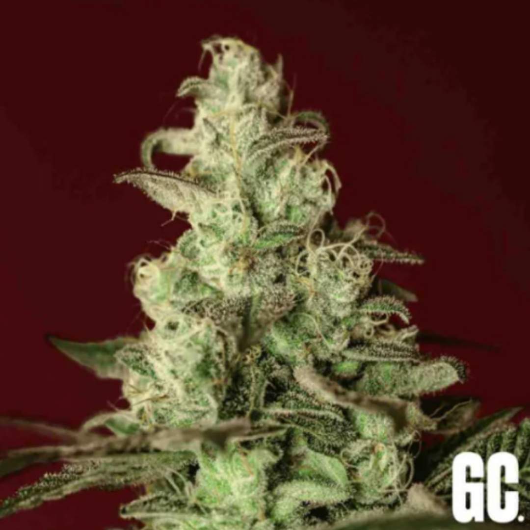 Iced Apples Cannabisblüte mit dichten Trichomen, hellen Härchen und kompakten grünen Kelchen
