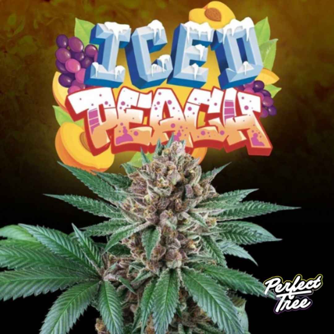 Iced Peach Cannabisblüte mit dichten, harzigen Buds und buntem Logo über der Pflanze