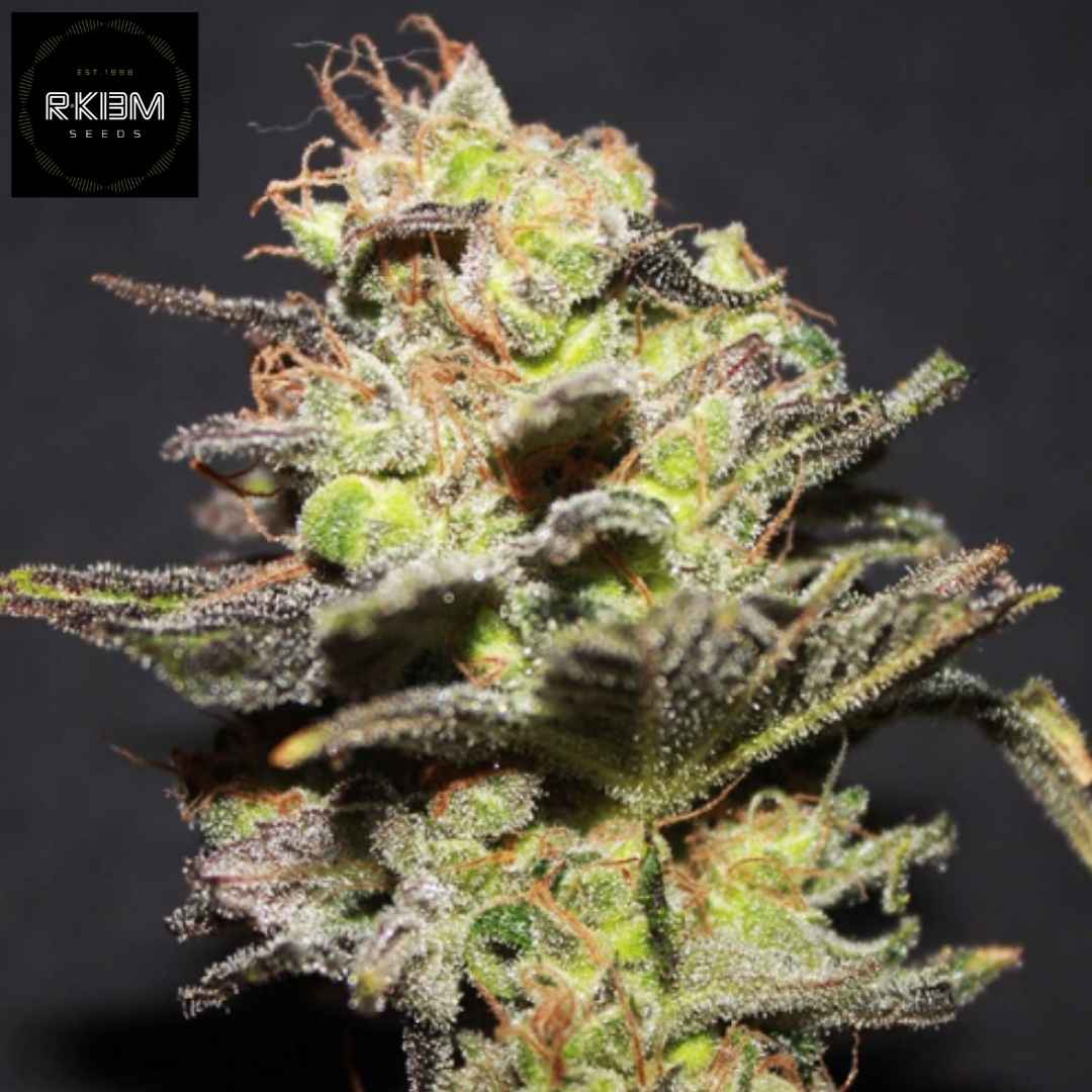 Icer Cannabis Blüte mit dichter Struktur, starken Trichomen und orangefarbenen Pistillen