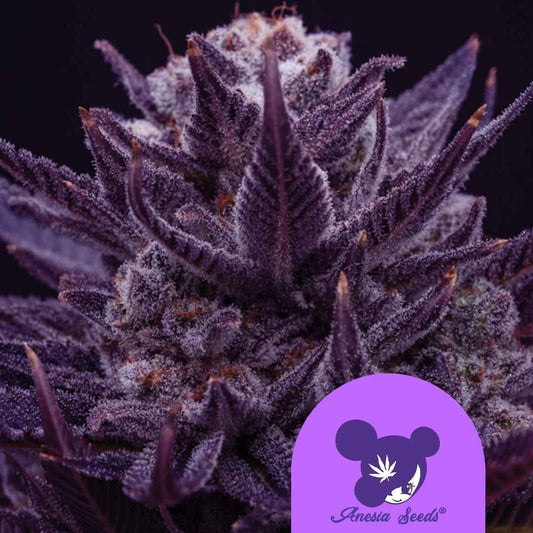 Dicht bewachsener Imperium X Bud mit tiefvioletten Blättern und glitzernden Harzkristallen