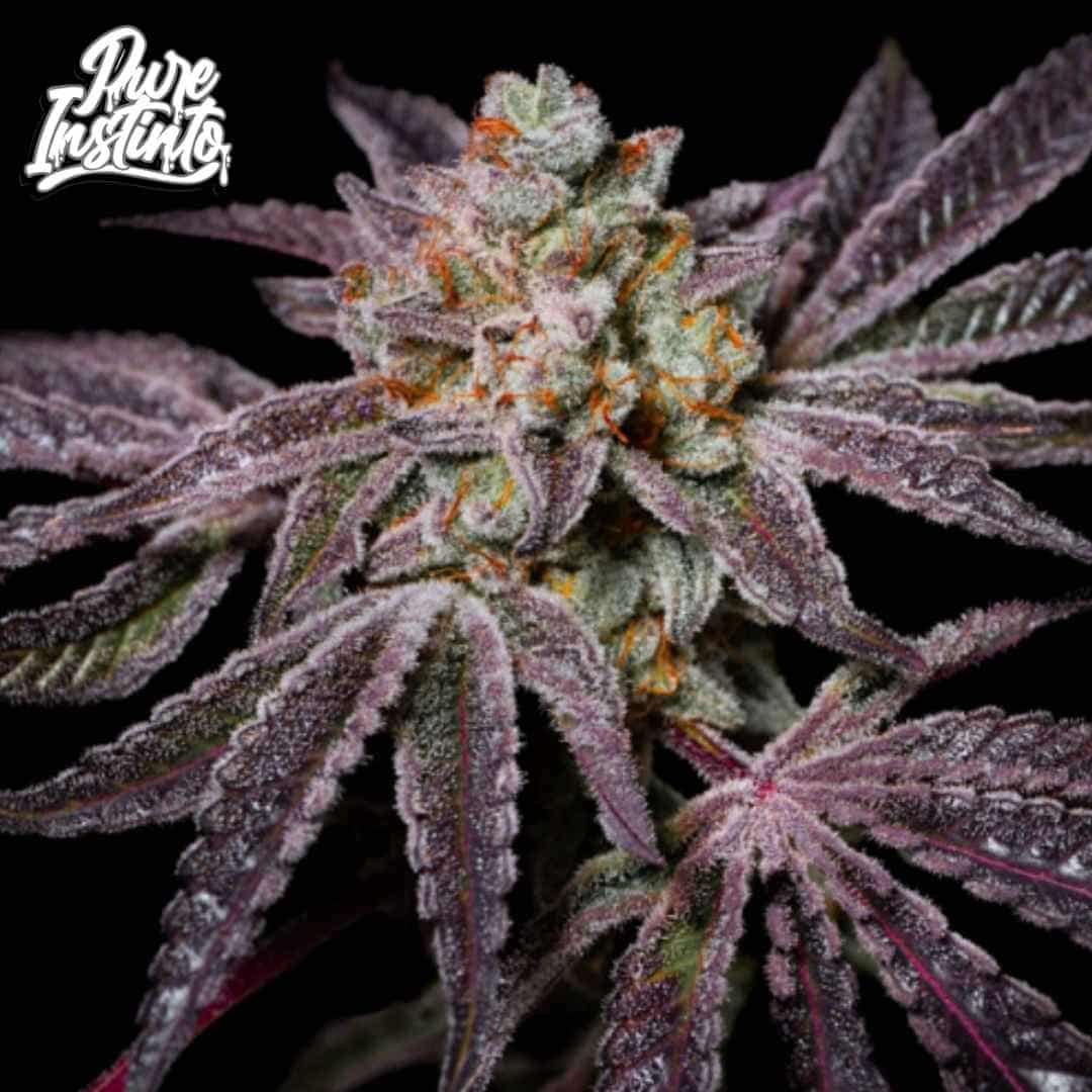 Insanity OG Cannabisblüte mit violetten Blättern und stark harzigen Buds mit orangefarbenen Stempeln